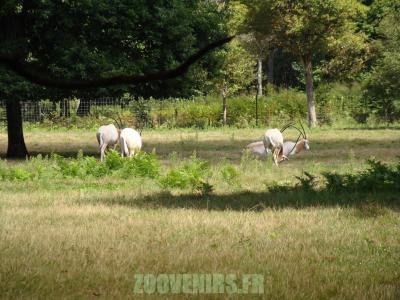 Oryx algazelle - 2010