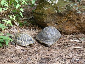 Tortue grecque