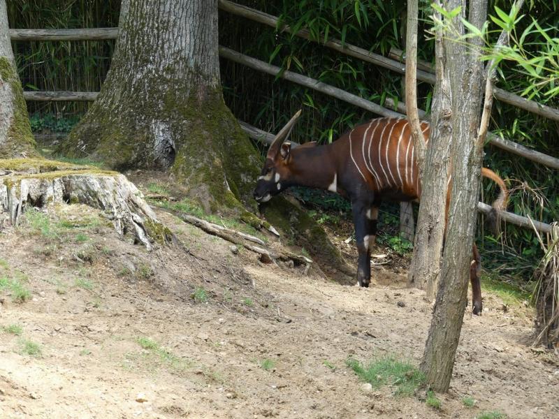 Bongo