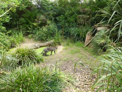 Chat pécheur - 2021