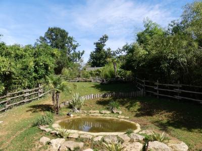 Hippopotame pygmée - 2021