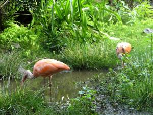 Ibis rouge