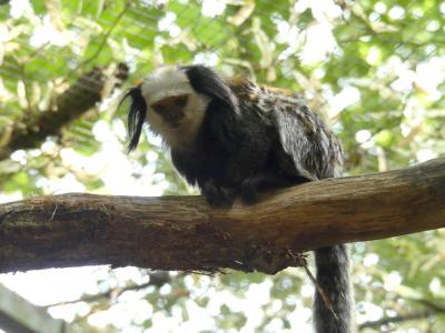 Ouistiti de Geoffroy - 2021