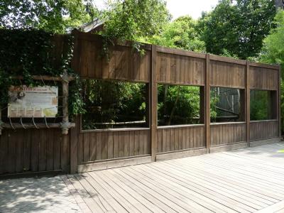 Ouistiti de Geoffroy - 2021