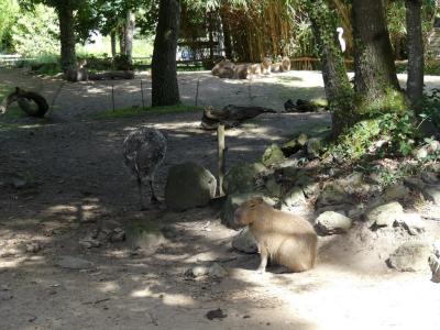 Pampa argentine - 2021