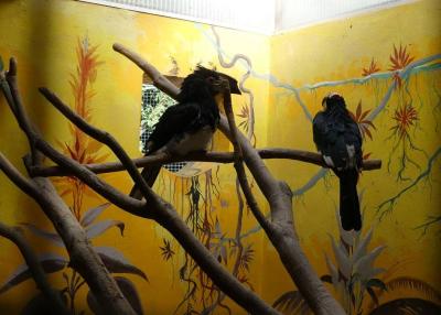 Calao à joues grises - 2022