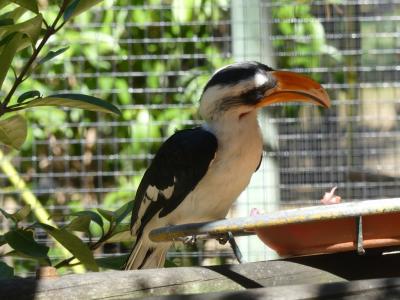 Calao de Decken - 2022