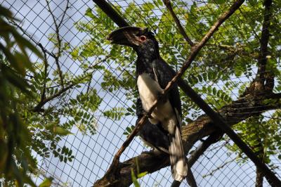 Calao trompette - 2022