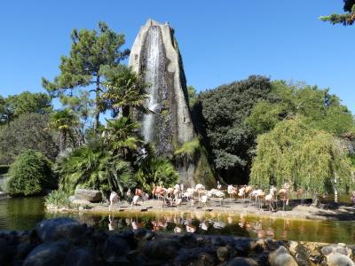 Flamant des Caraïbes - 2022