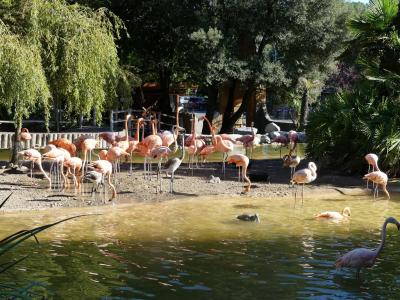 Flamant des Caraïbes - 2022