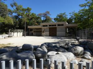 Girafe de Rothschild