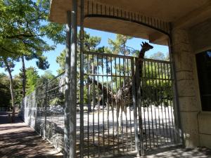 Girafe de Rothschild