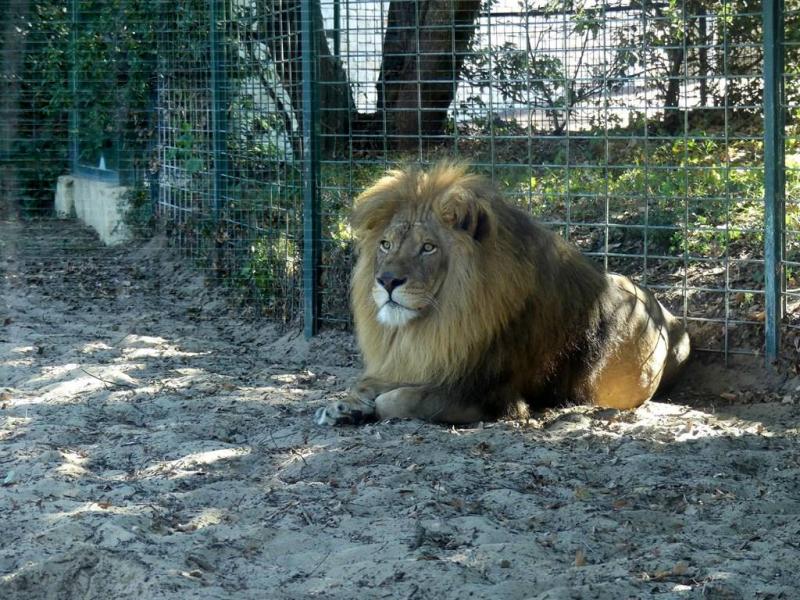 Lion d'Afrique