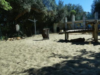 Lion d'Afrique - 2022