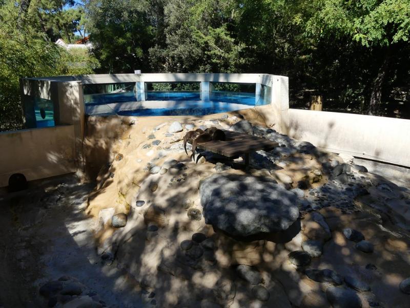 Loutre naine d'Asie