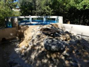 Loutre naine d'Asie