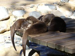 Loutre naine d'Asie