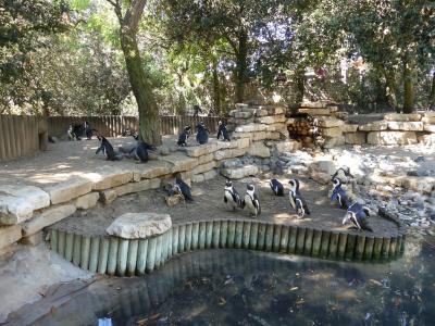 Manchot du Cap - 2022