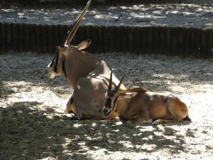 Oryx beisa