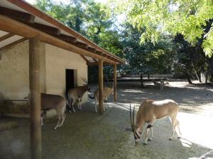 Oryx beisa