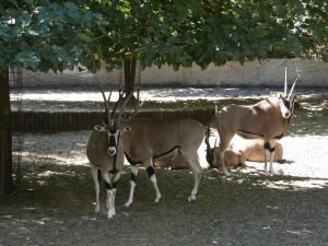 Oryx beisa