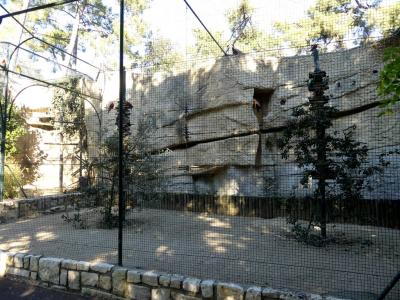 Perruche omnicolore - 2022