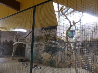 Perruche omnicolore - 2022