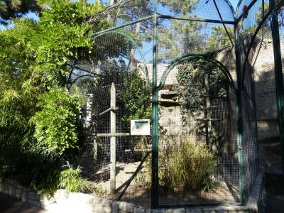 Pigeon de Nicobar - 2022