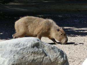 Capybara
