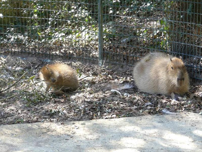 Capybara