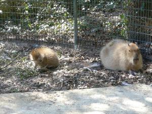Capybara