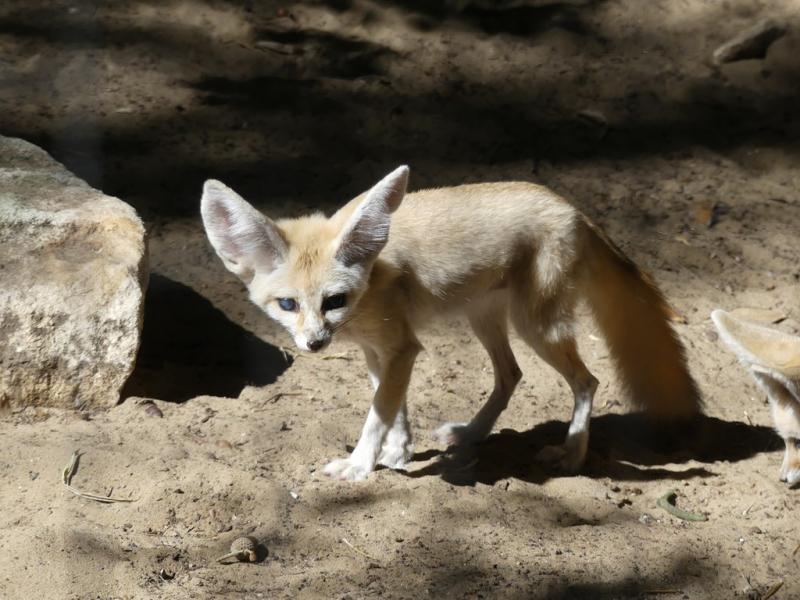 Fennec