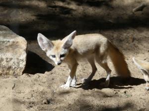 Fennec