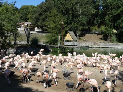 Flamant du Chili - 2022