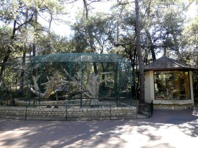 Lémur au yeux turquoises - 2022