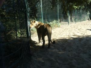 Lion d'Afrique