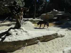 Loup du Canada