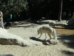 Loup du Canada