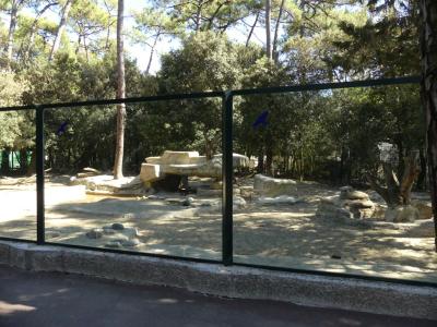 Loup du Canada - 2022