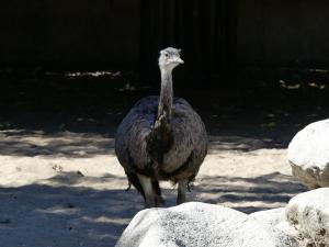 Nandou