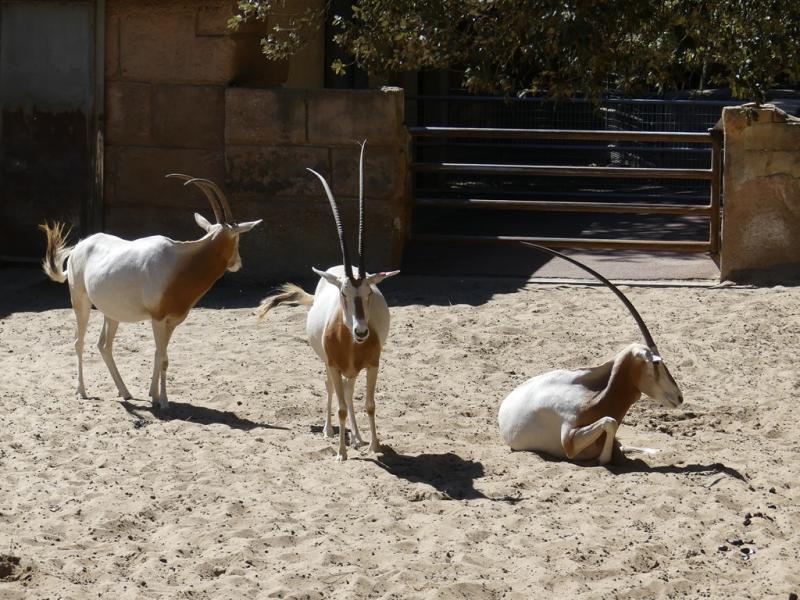 Oryx algazelle