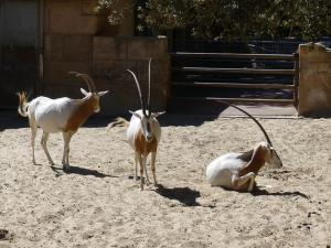 Oryx algazelle