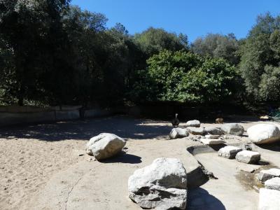 Tapir terrestre - Capybara - Nandou - 2022