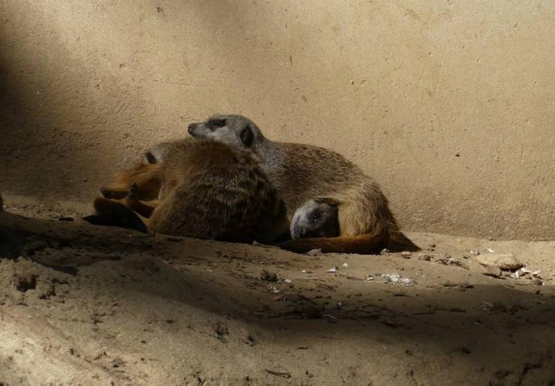 Suricate