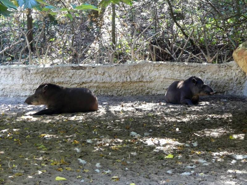 Tapir terrestre