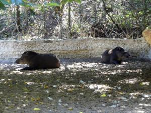Tapir terrestre