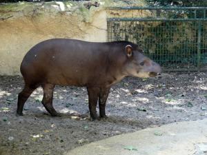 Tapir terrestre