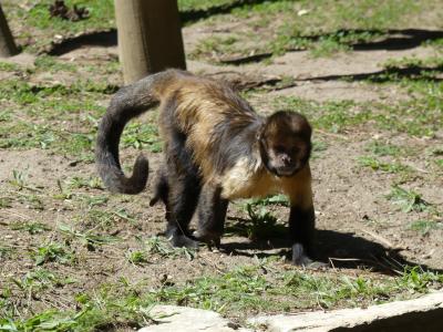 Capucin à poitrine jaune - 2022