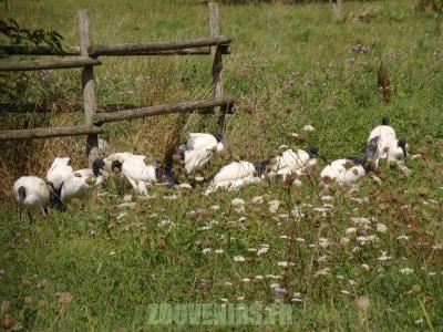 Ibis sacré - 2010