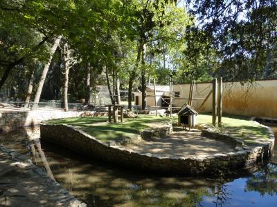 Capucin à poitrine jaune - 2022